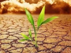 土壤重金屬檢測儀為什么能夠在農業中應用