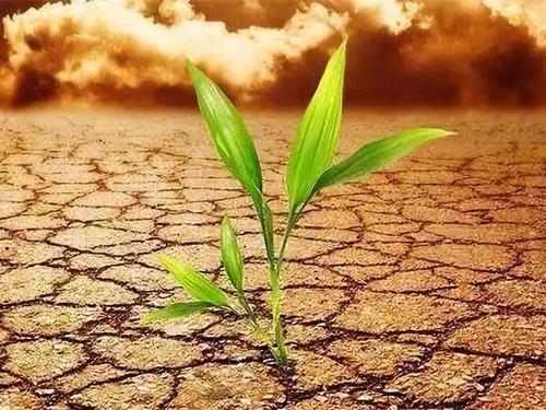 土壤養(yǎng)分測(cè)試儀 土壤養(yǎng)分測(cè)試儀